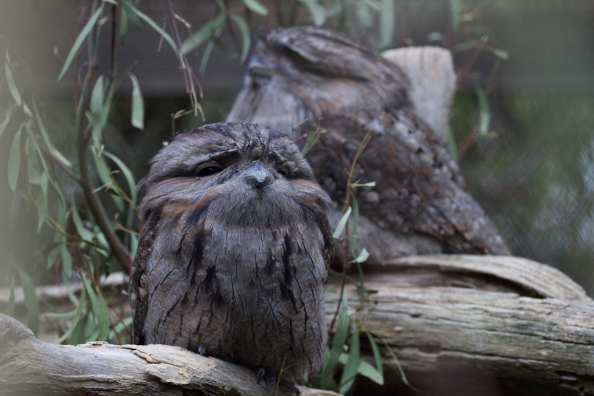 Tawny Frogmouths injured by car strike are unable to be rehabilitated into the wild, and will live out their days at Bonorong Wildlife Sanctuary