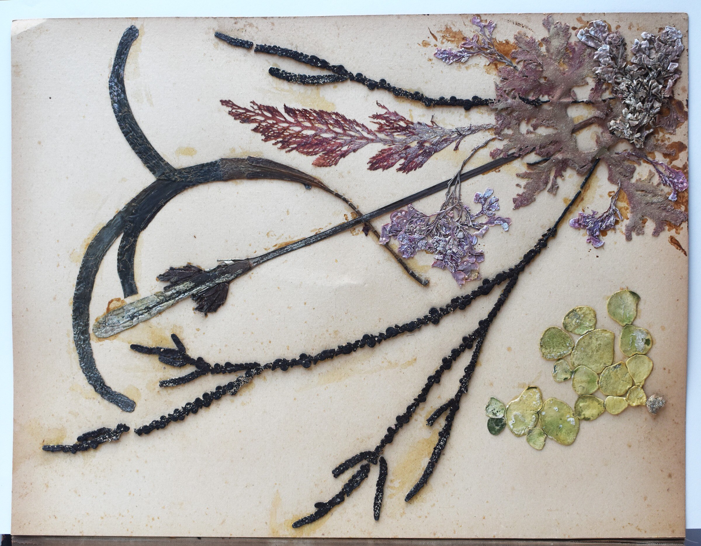 Una página de un álbum de recortes de algas.