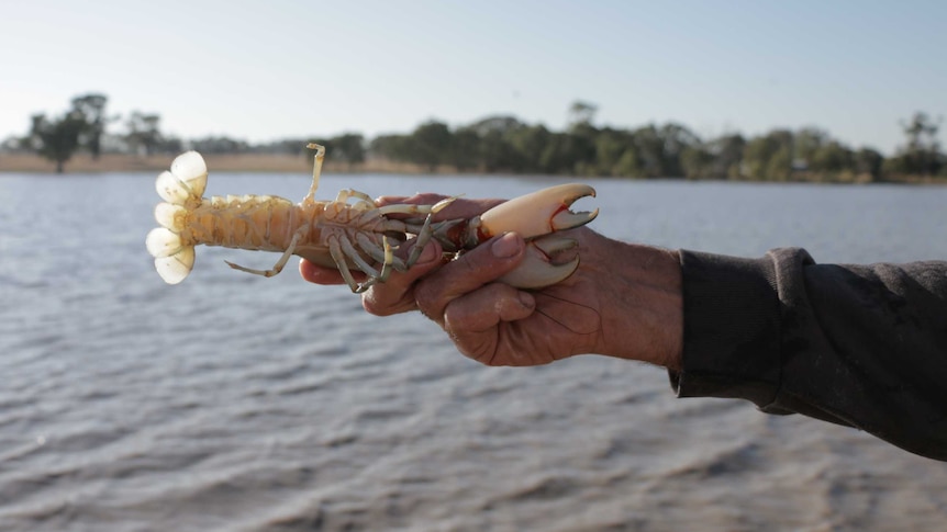 Trevor Domaschenz holds a yabby in his hand in front of one of his yabby ponds.