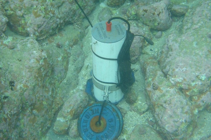 Recording equipment in a sea urchin barren at Jervis Bay