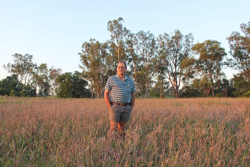 Central Queensland farmer Sib Torrisi stands in a paddock at sunset in November 2017.