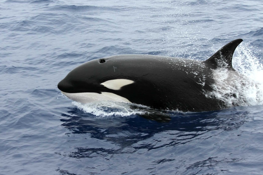 A large black and white whale pokes its head out of the water.