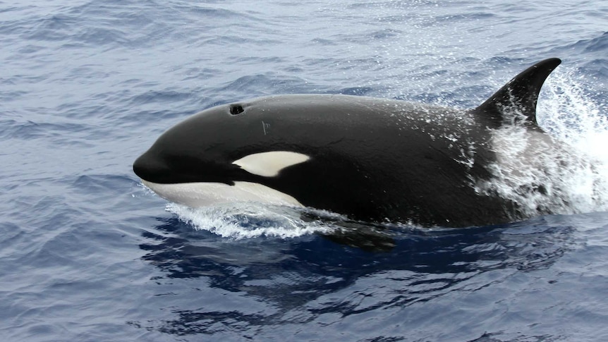 A large black and white whale pokes its head out of the water.