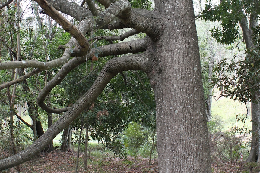 Trunk of Ormeau Bottle Tree 