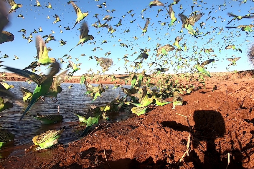 A flock of budgies in a dam surrounded by red dirt.