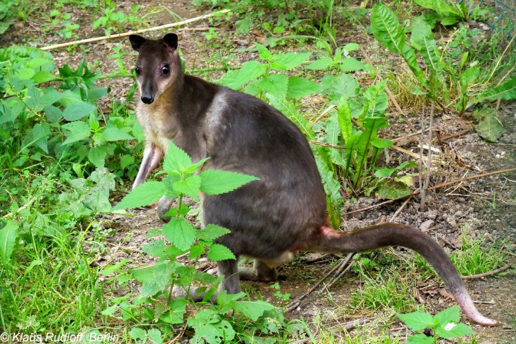 Ancient people took wallabies to islands in canoes Ancient people took wallabies to islands in canoes