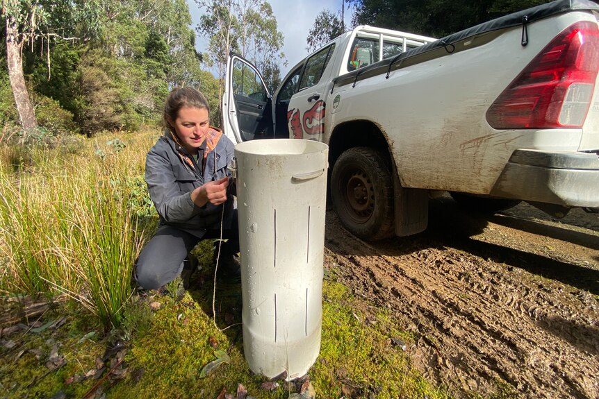 Research assistant Elise Ringwaldt with a Tasmanian devil trap.