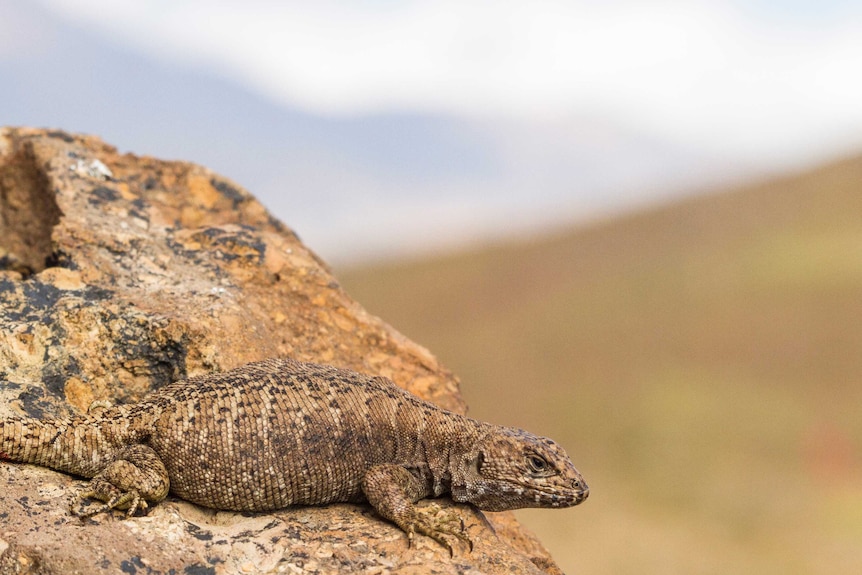 A brown lizard is camouflaged on a rock in Chile.