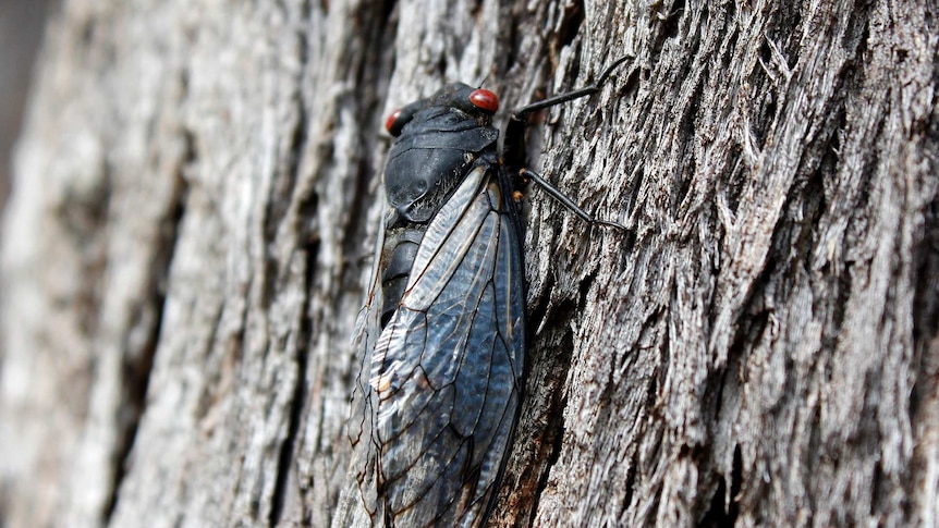 A close up of a red eye cicada on a tree trunk.