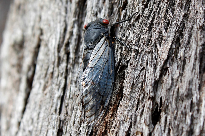 A close up of a red eye cicada on a tree trunk.