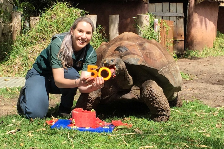 A zookeeper crouches next to a Galapagos tortoise as the creature eats pumpkin cut in the shape of the number 50.