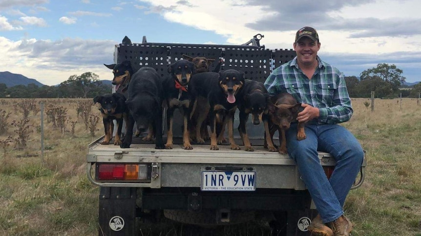 A man sits on the back tray of a ute in a paddock along with eight working dogs.