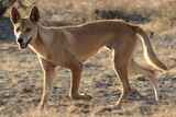 An adult dingo walking through dry scrubland.