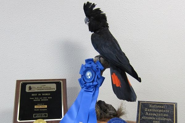 Gary Pegg's recreation of a black cockatoo