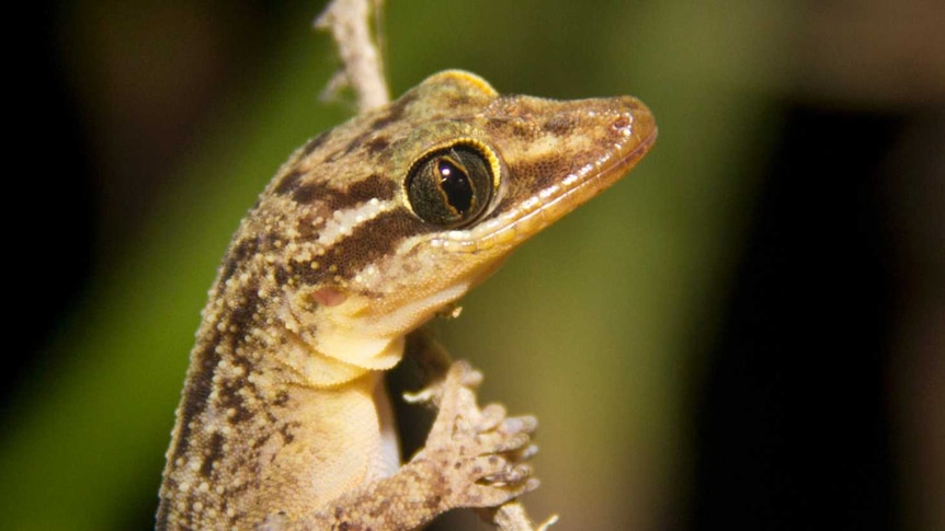 Reptiles under threat on Christmas Island