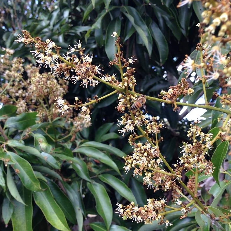 A bee on a lychee flower