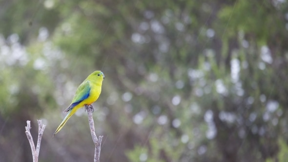 Orange-bellied parrots require more money to save