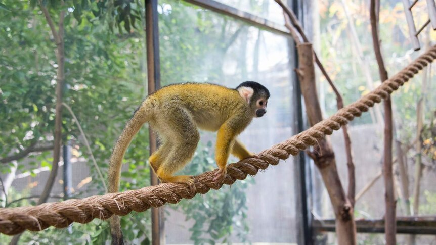 Bolivian squirrel monkey