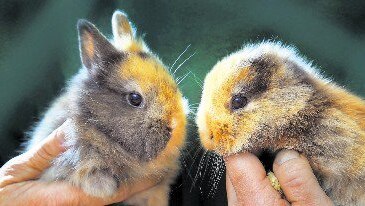 Til the earless rabbit (right)