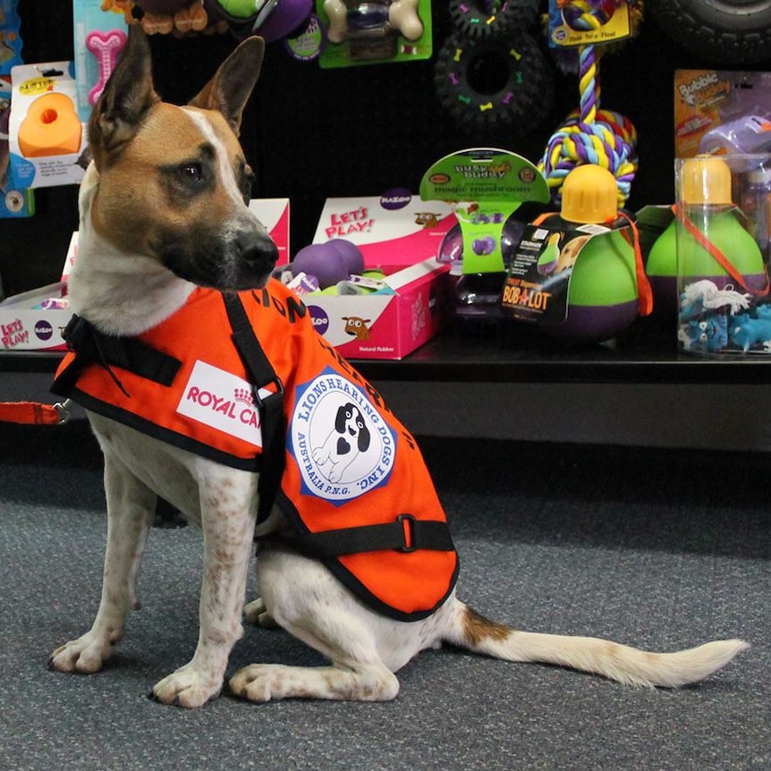 A staffy red heeler cross dog wearing an orange vest.