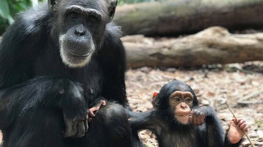 Rockhampton Zoo staff, chimpanzee troop mourn sudden death of Holly, aged  34 - ABC News