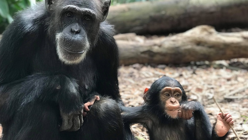 A mother chimp with her baby.