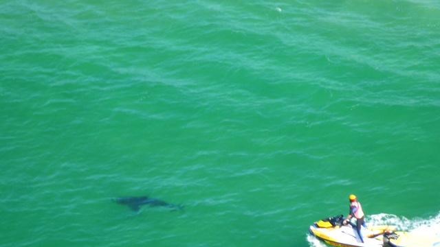 Shark off Clarkes Beach
