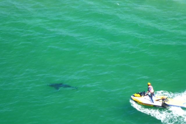 Shark off Clarkes Beach