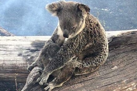 Koala cuddles joey on a burnt log surrounded by smoke.