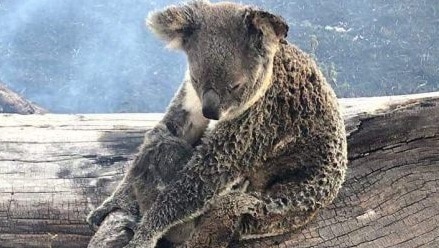 Koala cuddles joey on a burnt log surrounded by smoke