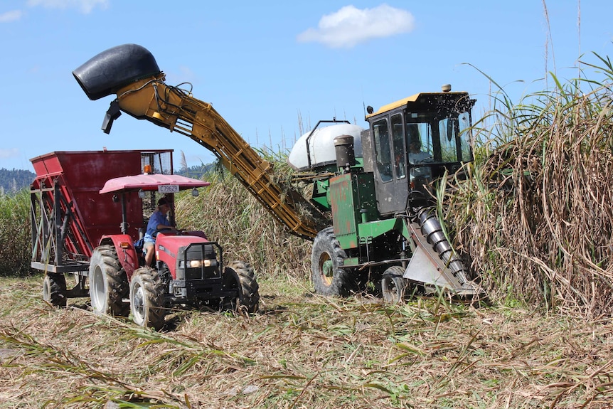 A sugarcane harvester cuts cane from a field.