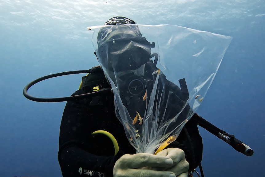 A scuba diver holds up a plastic bag.
