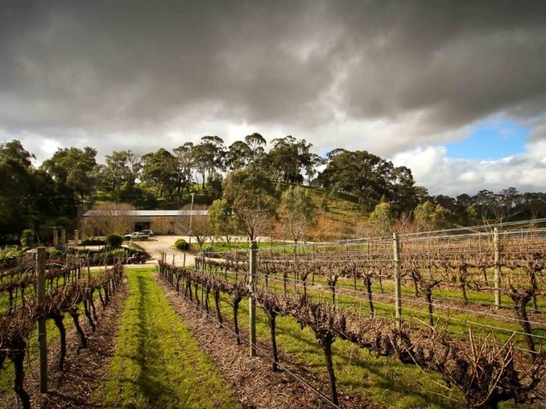 Storm clouds yet to clear over the nation's vineyards