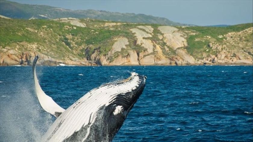 Professor Wilson says less whaling would create new opportunities for whale-watching businesses.