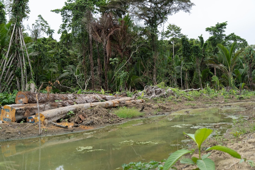 Felled trees at a logging site.