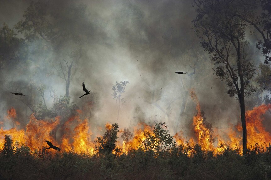 Black Kites at fire