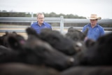 Two men stand in cattleyards behind several heifers.