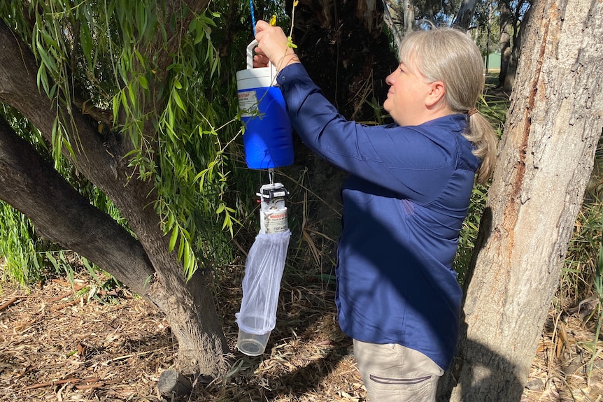 A woman with blonde hair hangs a blue esky mosquito trap in green trees