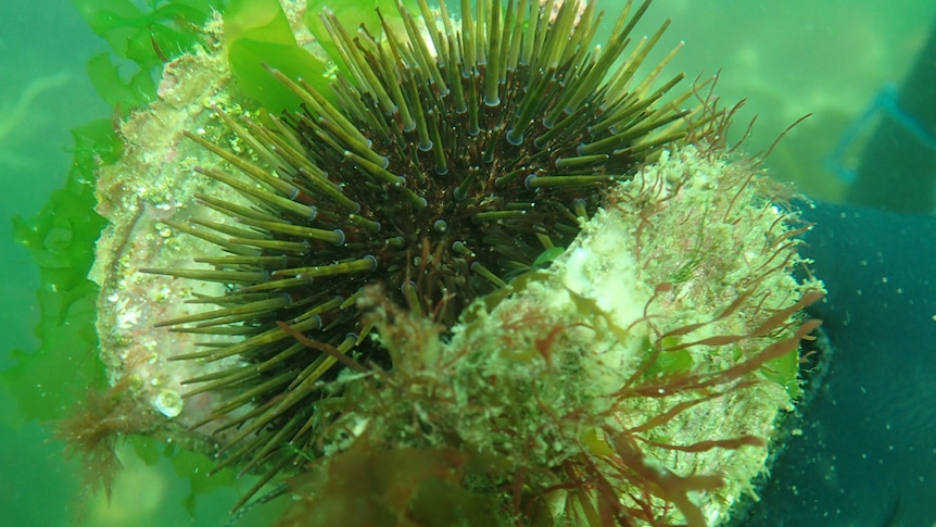 A sea urchin