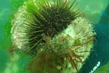 A sea urchin