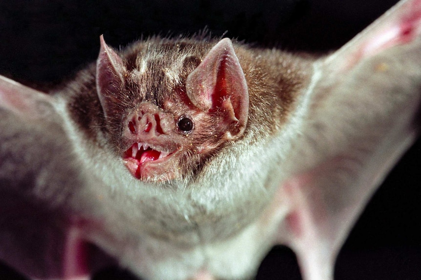 A vampire bat.