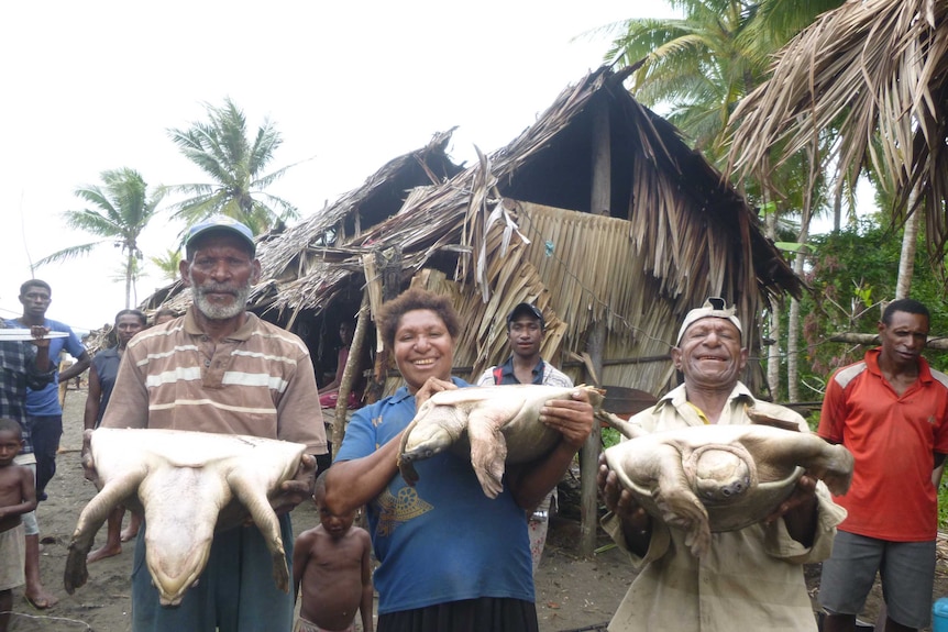 Turtles harvested while nesting on sandbanks - coastal Kikori