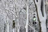 A traffic light amongst snow covered trees in Cambridge.
