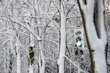 A traffic light amongst snow covered trees in Cambridge.