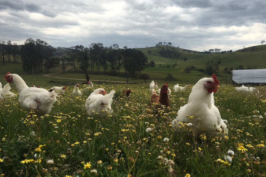 Chickens roam in a paddock.