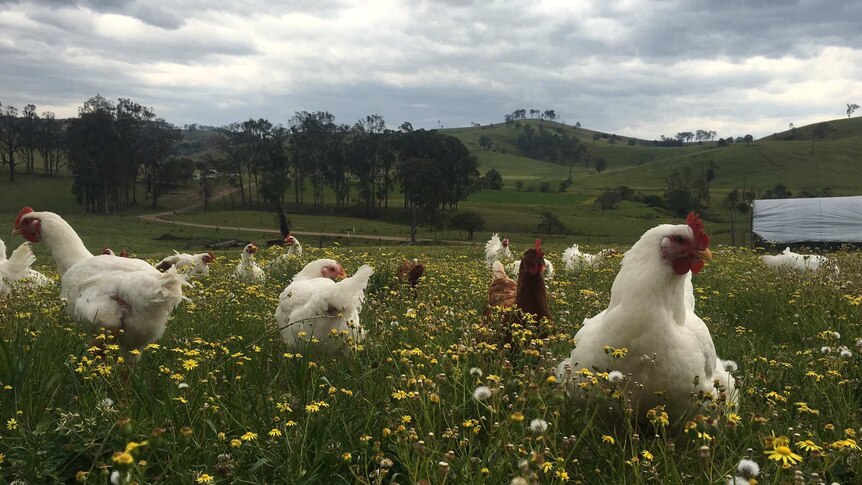 Chickens roam in a paddock.