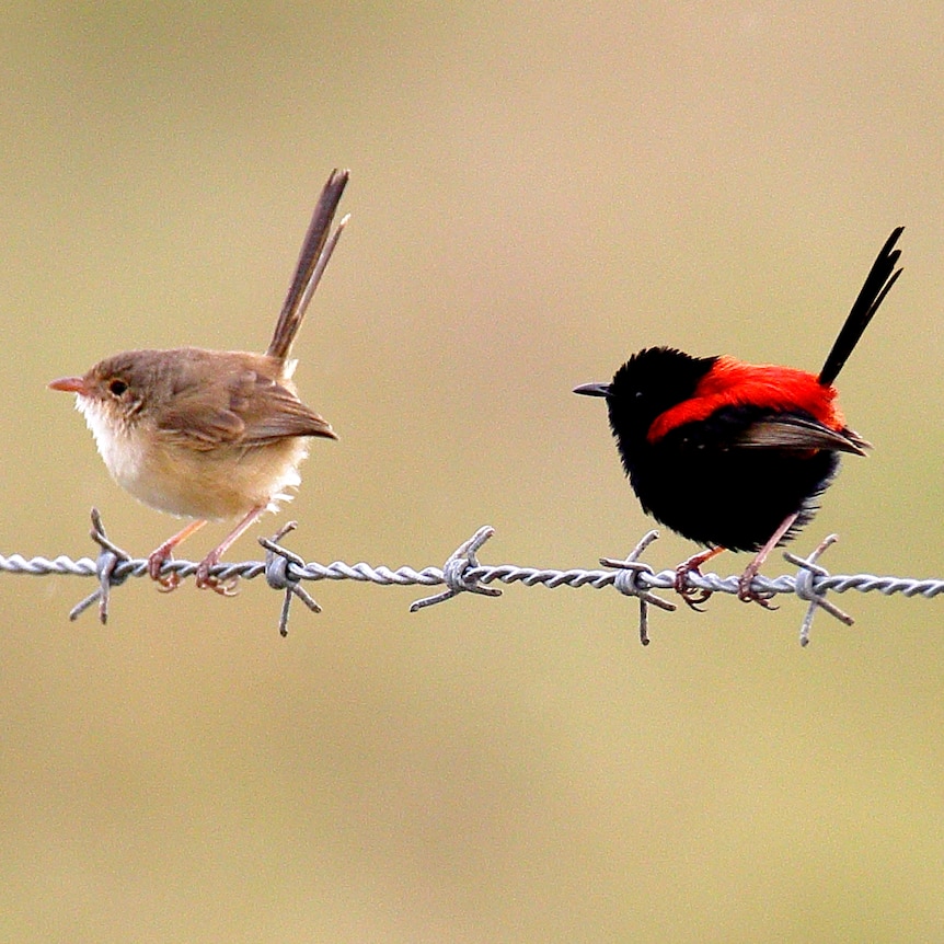Two small birds, one brown and the other black with a red back, stand on barbed wire