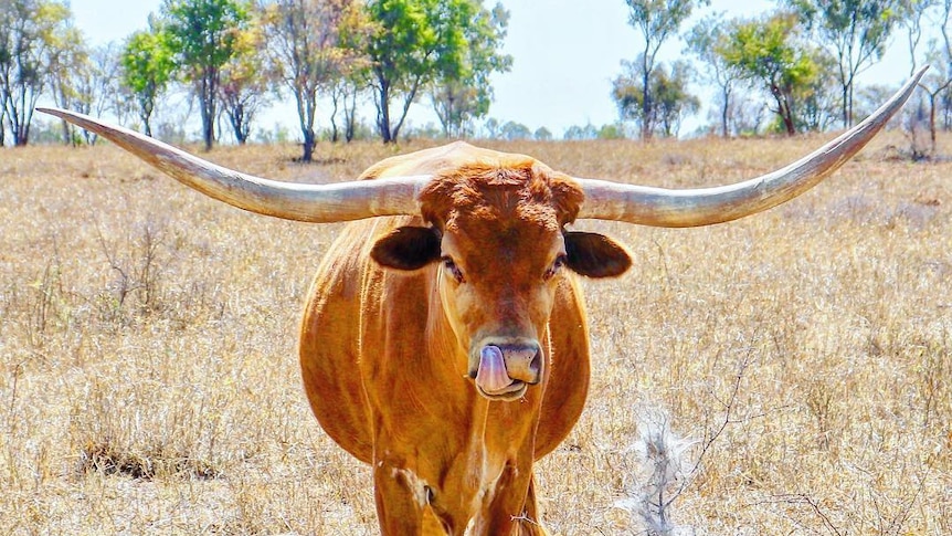 A cow with very large horns stands in a dry paddock