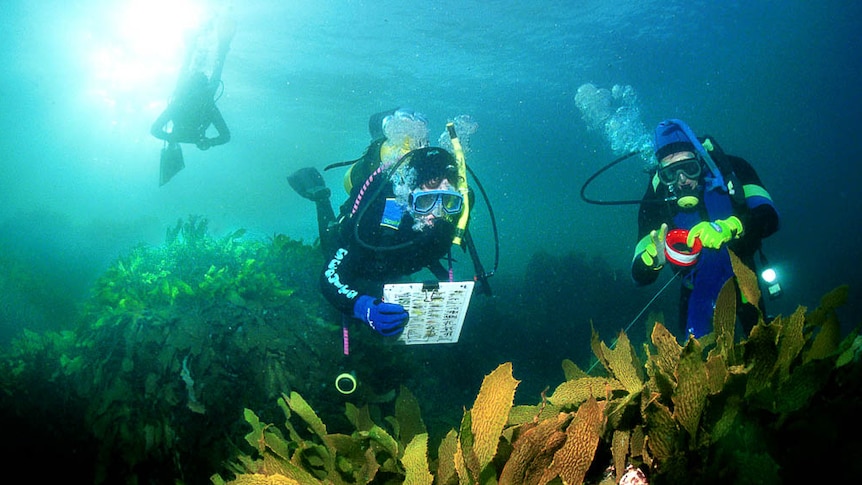 Reef Watch volunteers help to map underwater flora and fauna.