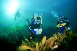 Reef Watch volunteers help to map underwater flora and fauna.